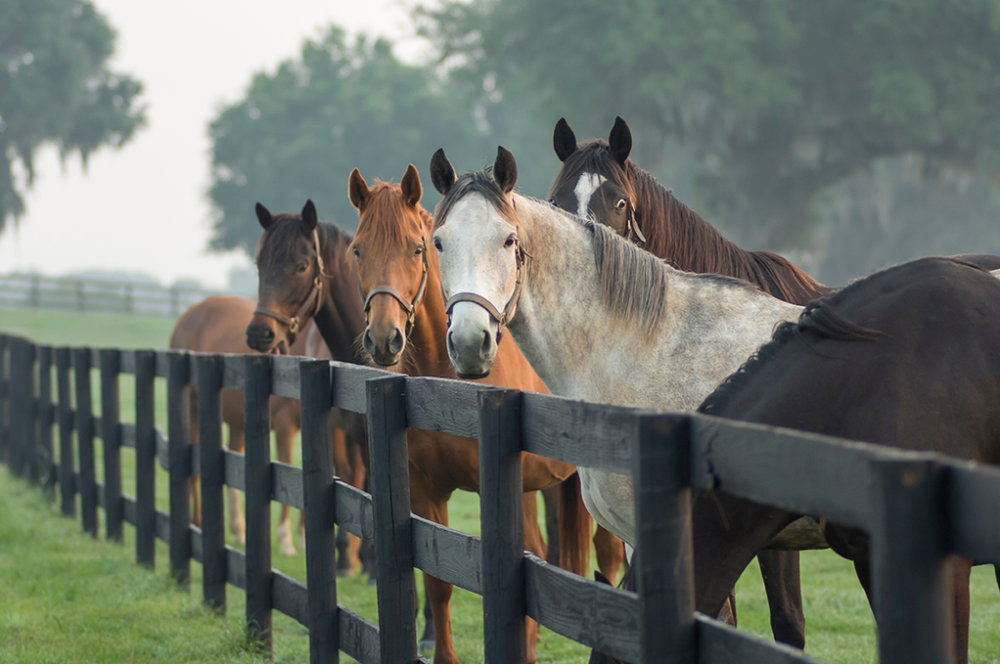 chevaux