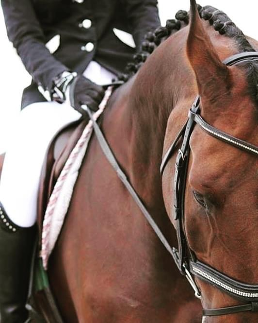 SB Horse