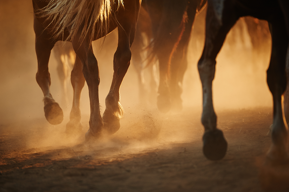 chevaux